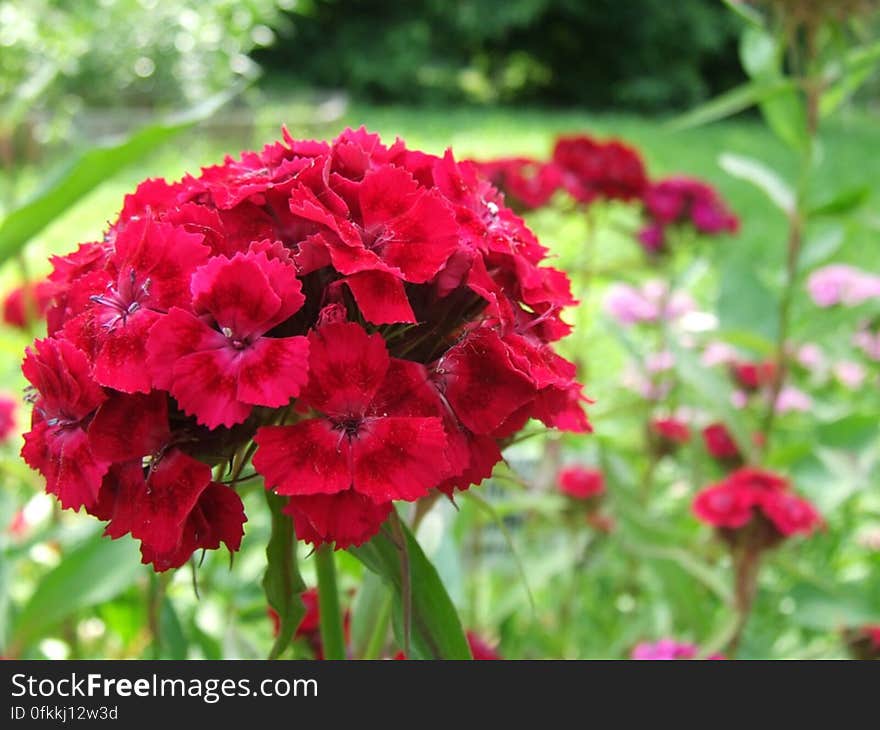 red-pelargonium