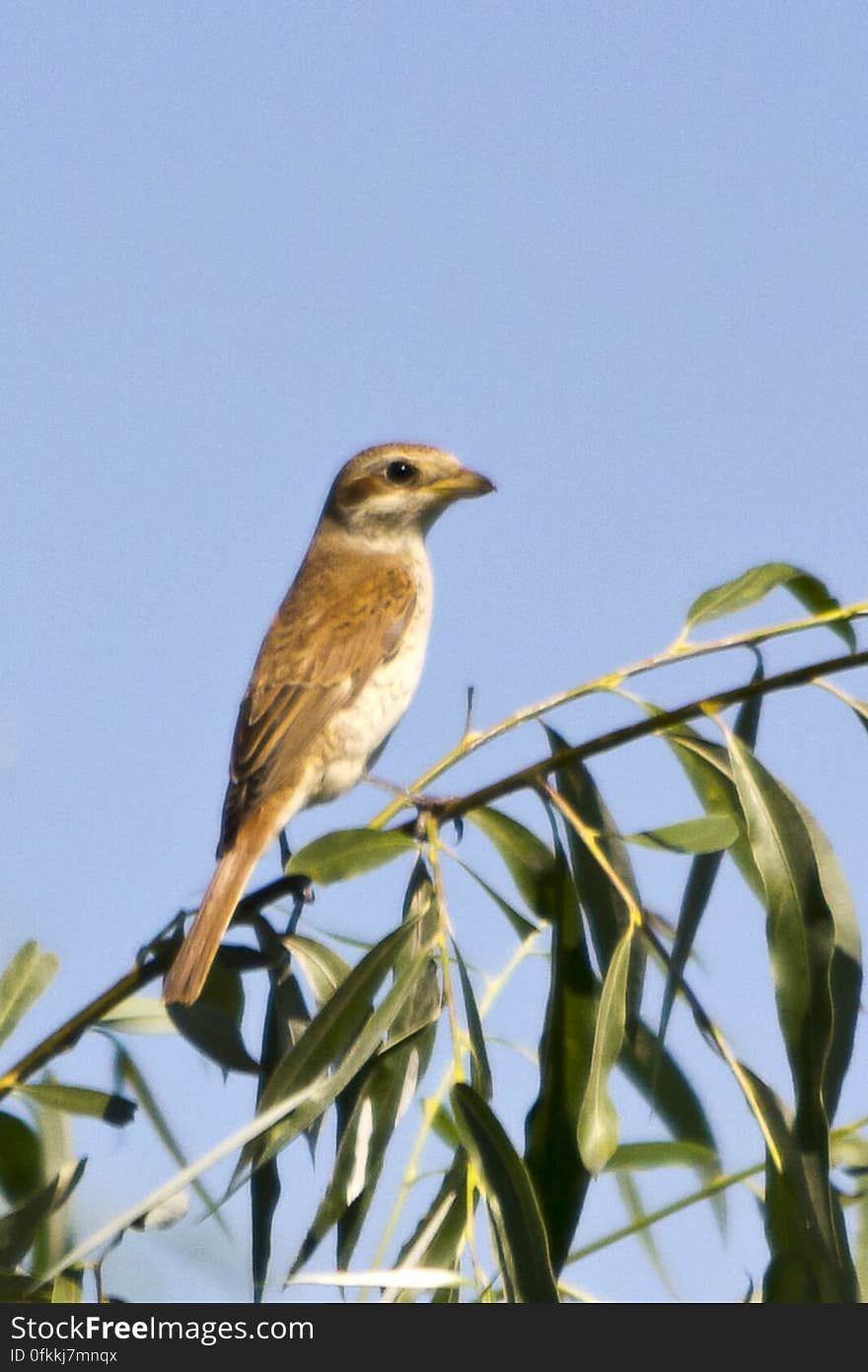 Shrike is a carnivorous bird that hunts and impales its prey in thorns or barbed wire for better handling while eating. Shrike is a carnivorous bird that hunts and impales its prey in thorns or barbed wire for better handling while eating.