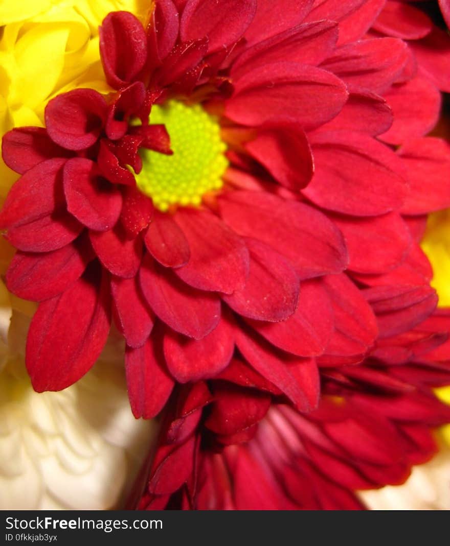 red-chrysantemum