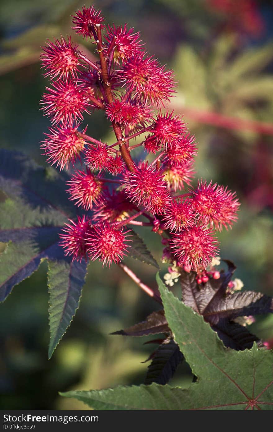 Variety of red shrub growing in sandy land. Variety of red shrub growing in sandy land.