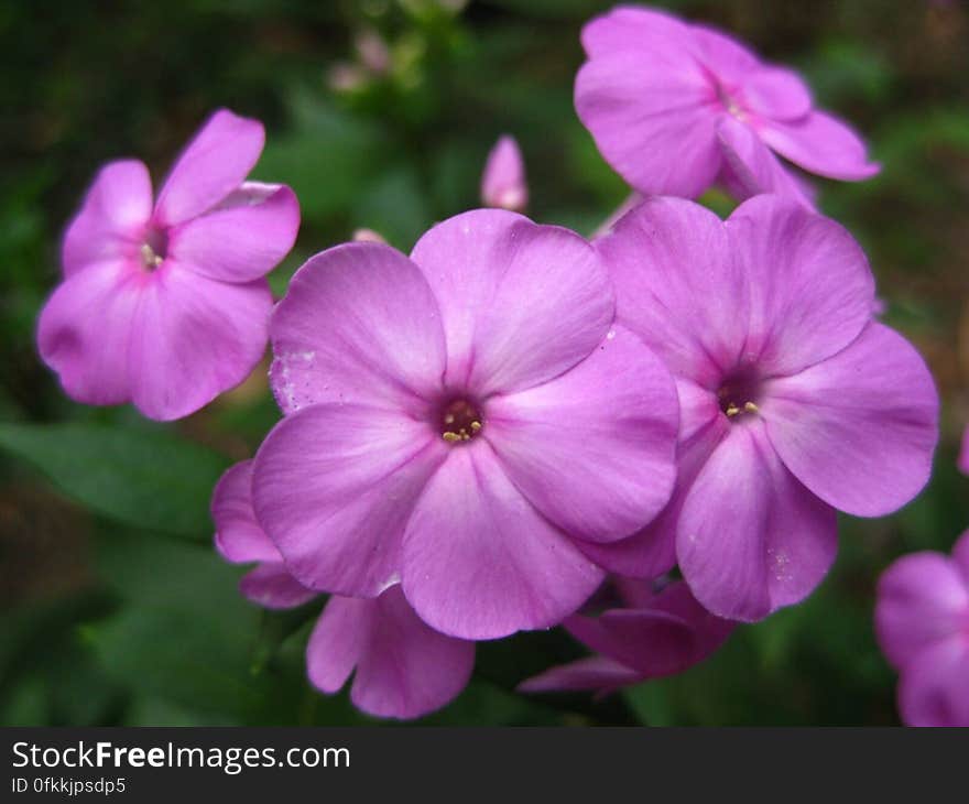 purple-phlox-flower