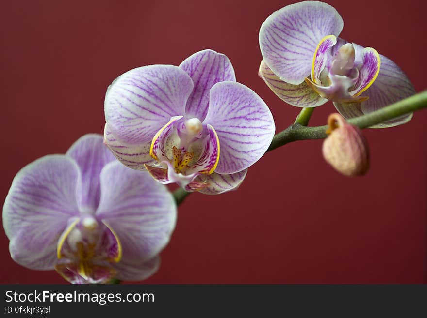 Phalaenopsis is a very popular orchid of tropical origin, long lasting and easy to grow. Phalaenopsis is a very popular orchid of tropical origin, long lasting and easy to grow.