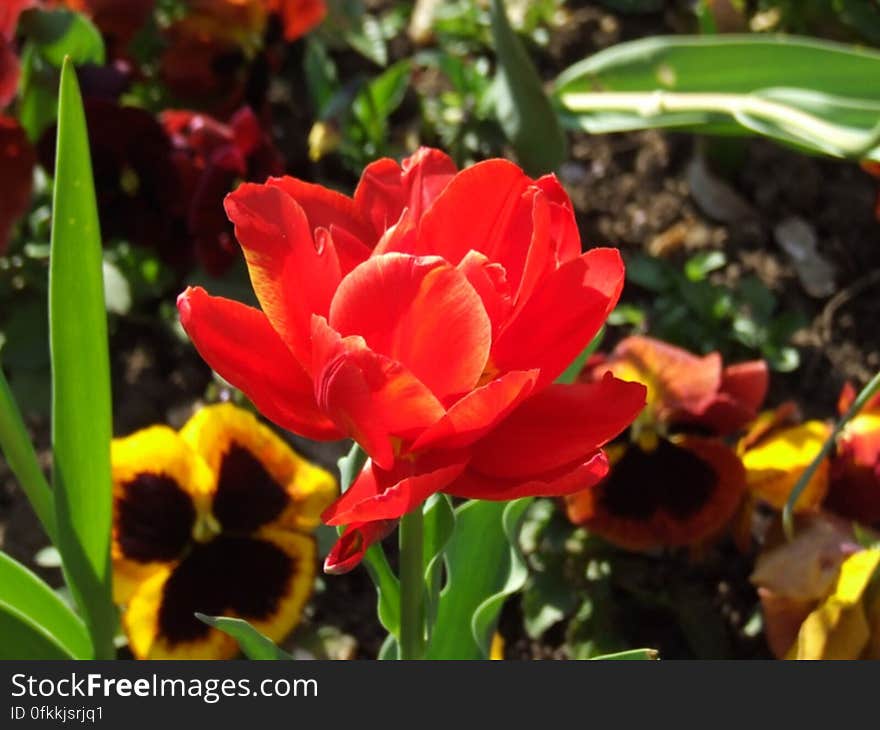 red-tulip-and-pansies