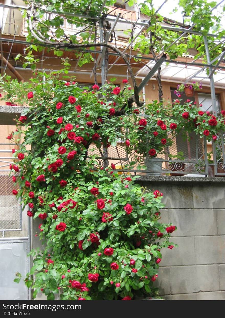 red-bush-hanging-on-wall