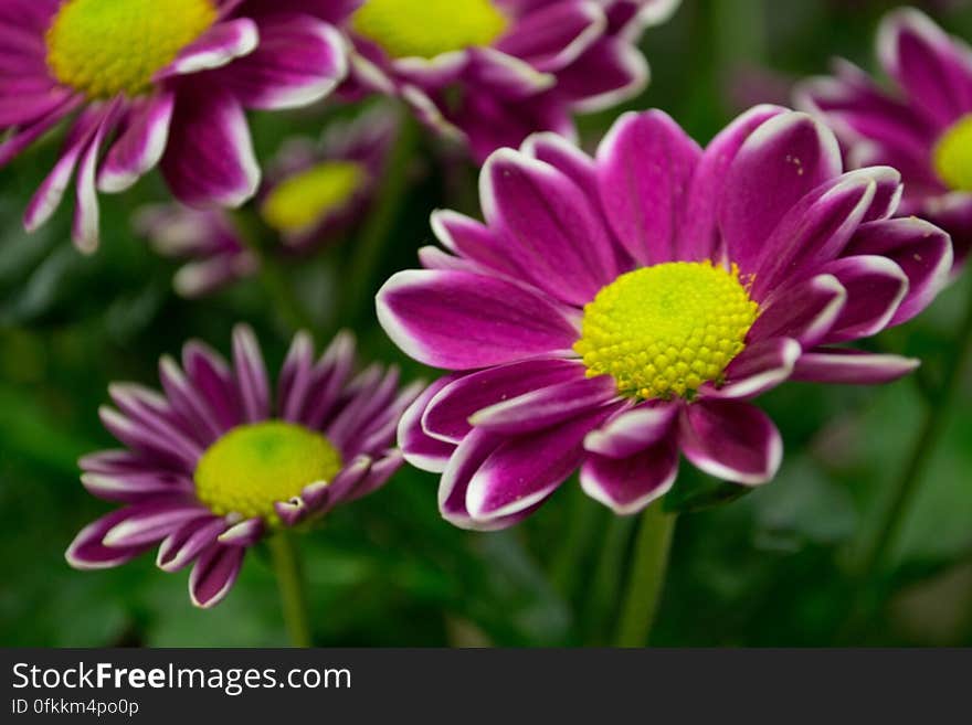 purple-daisy-with-white-tips