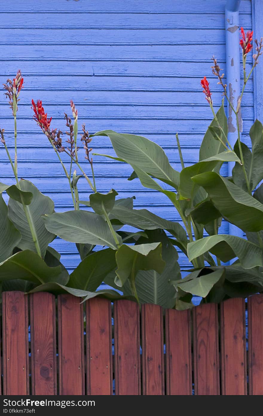 Red flowers contrasting with blue painted wall and wooden fence. Red flowers contrasting with blue painted wall and wooden fence