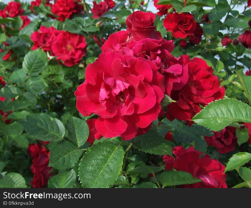 red-bush