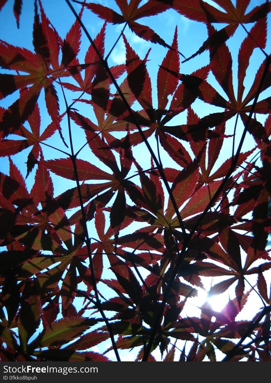 rusty-colored-leaves