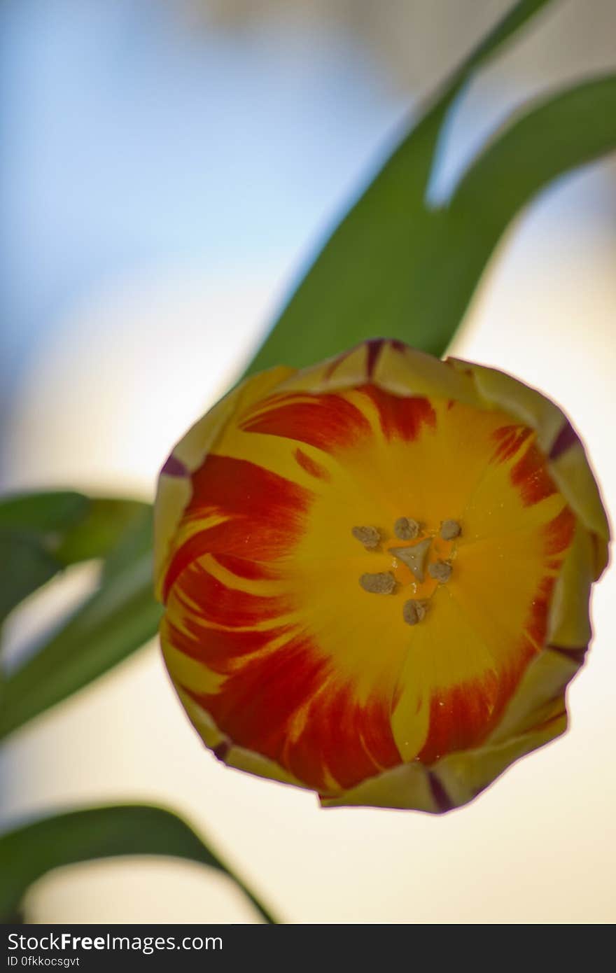 Variegated yellow tulip variety. Red stripes pattern is caused by a mosaic virus, producing amazing colourful petals.