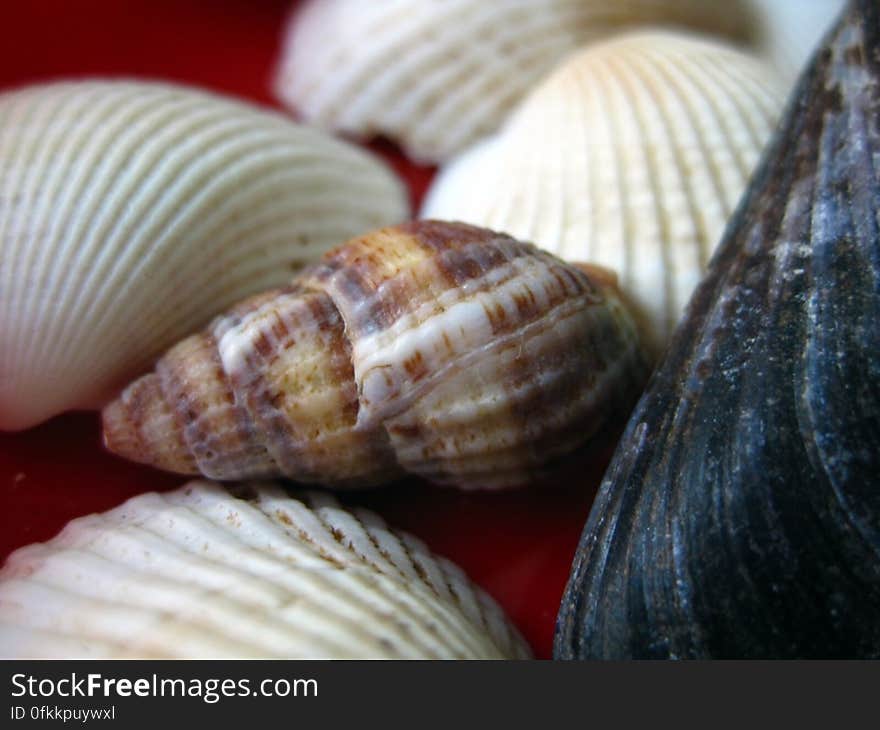 sea-snail-shell