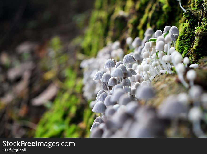 A close up of plenty of tiny white mushrooms on a rock covered in moss.