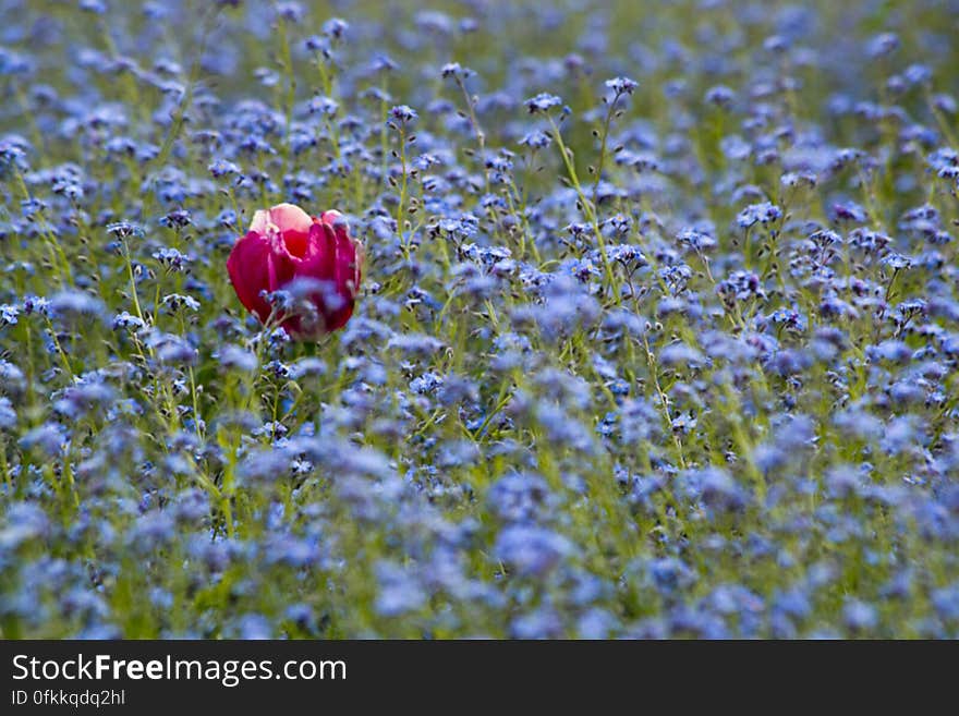 Single red rose in a field of blue little flowers.