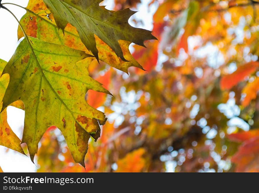 rusty-leaves-in-the-park