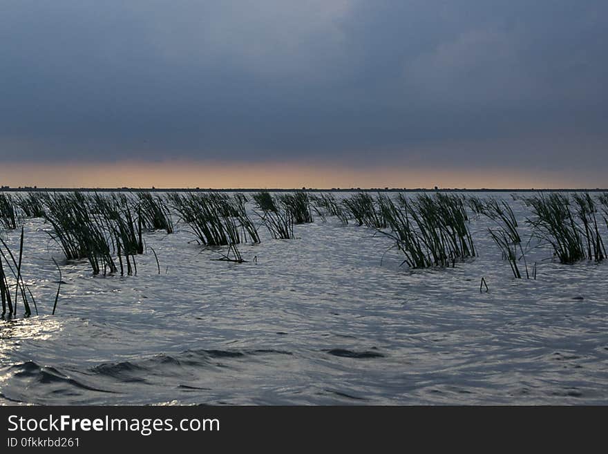 Shallow water vegetation in Musura Bay at Danube entrance into Black Sea. Shallow water vegetation in Musura Bay at Danube entrance into Black Sea