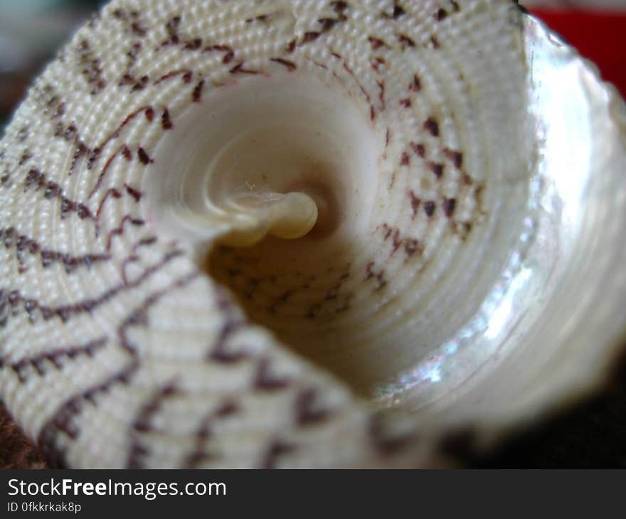 shell-swirl