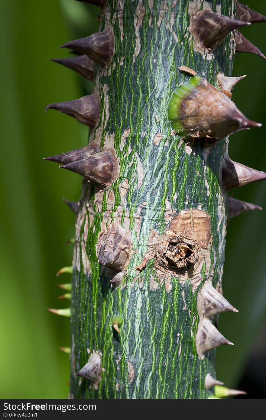 South American Silk floss tree having a trunk covered with prickles used to conserve water for dry weather. South American Silk floss tree having a trunk covered with prickles used to conserve water for dry weather.