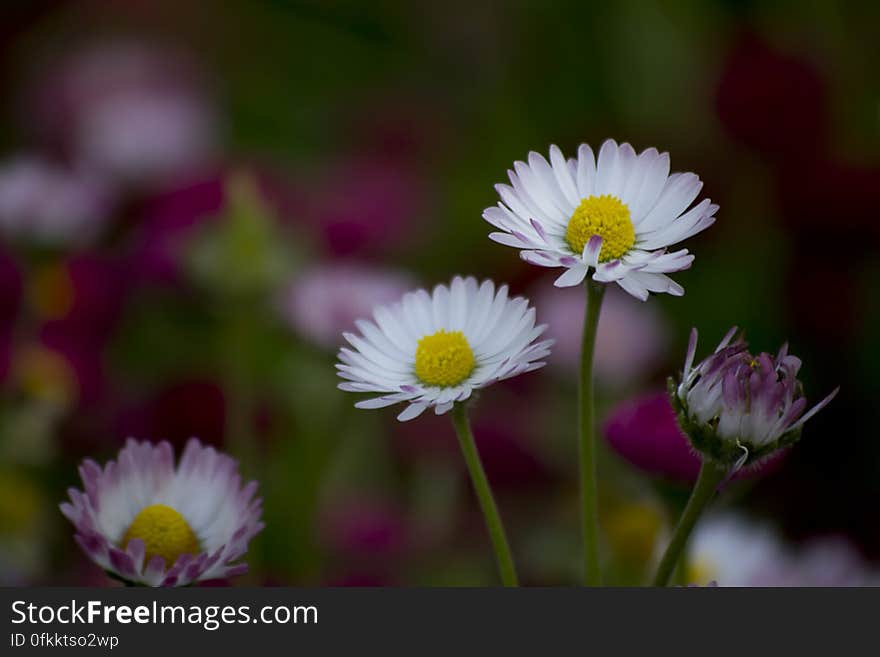 Daisies are sometimes called day&#039;s eye because they open petals at dawn and close them at night.