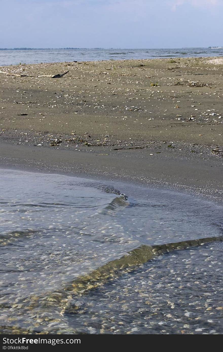 Small waves bathing shell covered sea bed. Small waves bathing shell covered sea bed