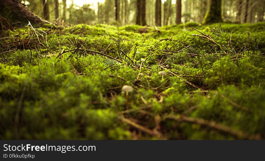 Scenic view of lush green moss on forest floor.