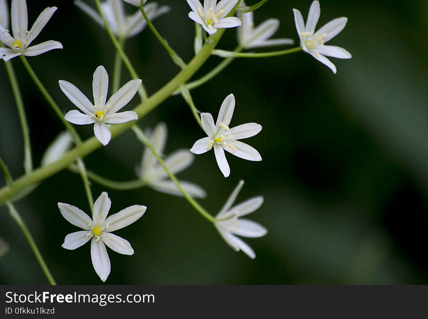 Star of Bethlehem flowers against dark background. Star of Bethlehem flowers against dark background.