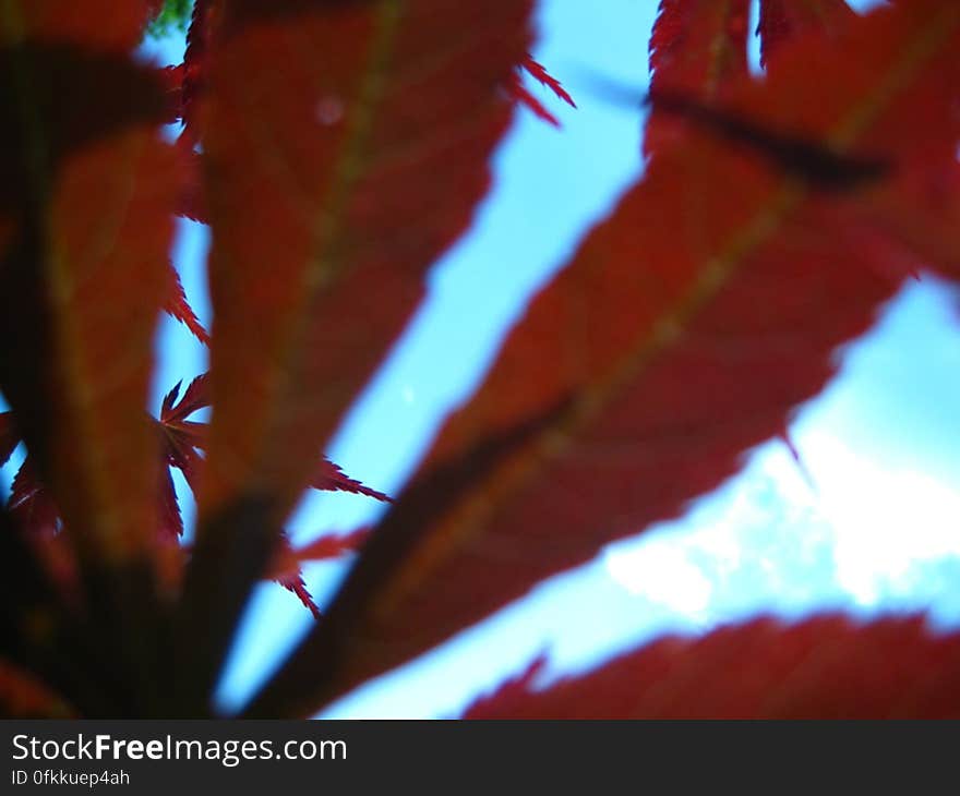 sky-seen-through-rusty-leaves