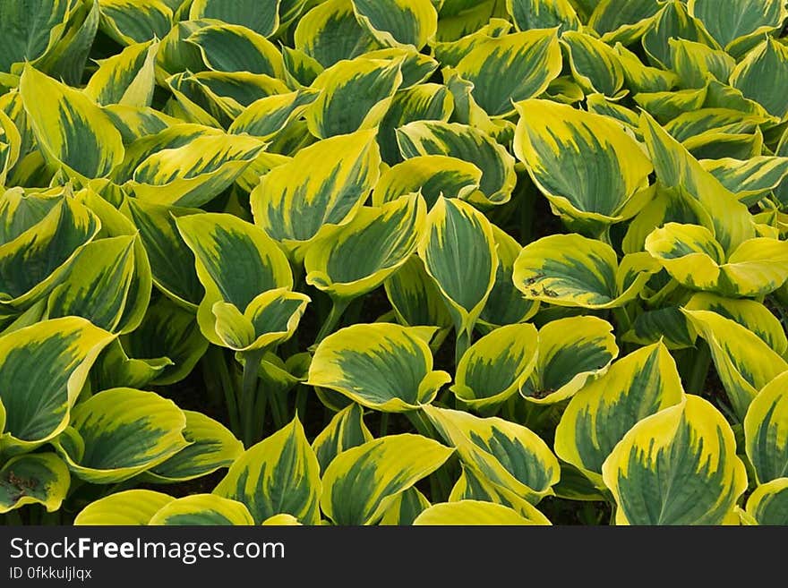 Spindle tree is a species of evergreen shrub popular with garden lovers. Spindle tree is a species of evergreen shrub popular with garden lovers.