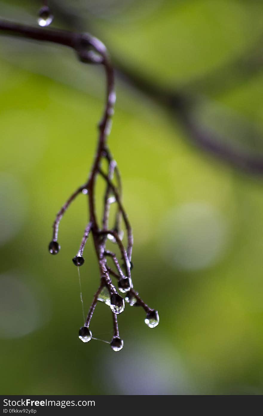 Leafless twigs on a maple branch. Maple keys or samaras are yet to grow.