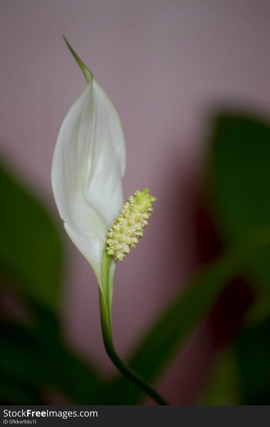 An attractive Spathiphyllum indoor plant.