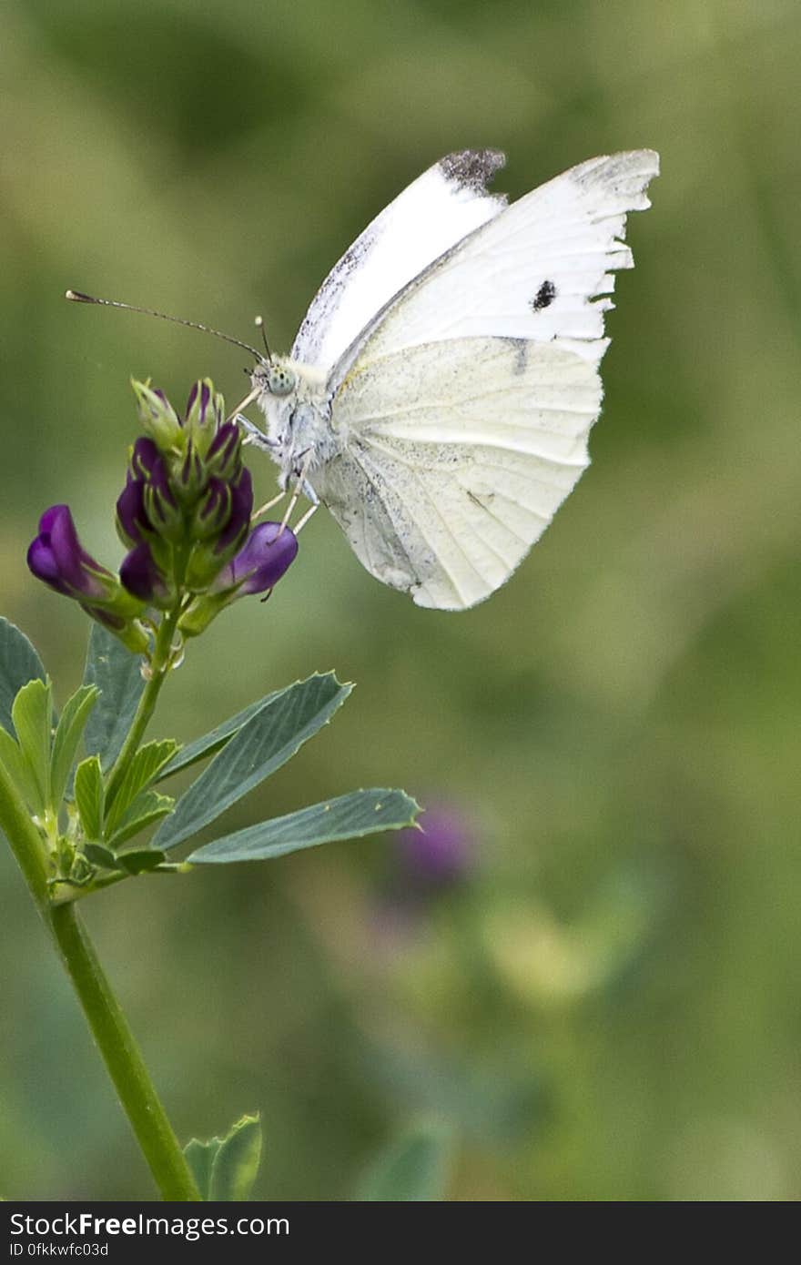 Also called Small Cabbage Butterfly, this insect has white-creamy wings with small black dots and it&#039;s considered a pest for cabbage crops. Also called Small Cabbage Butterfly, this insect has white-creamy wings with small black dots and it&#039;s considered a pest for cabbage crops.