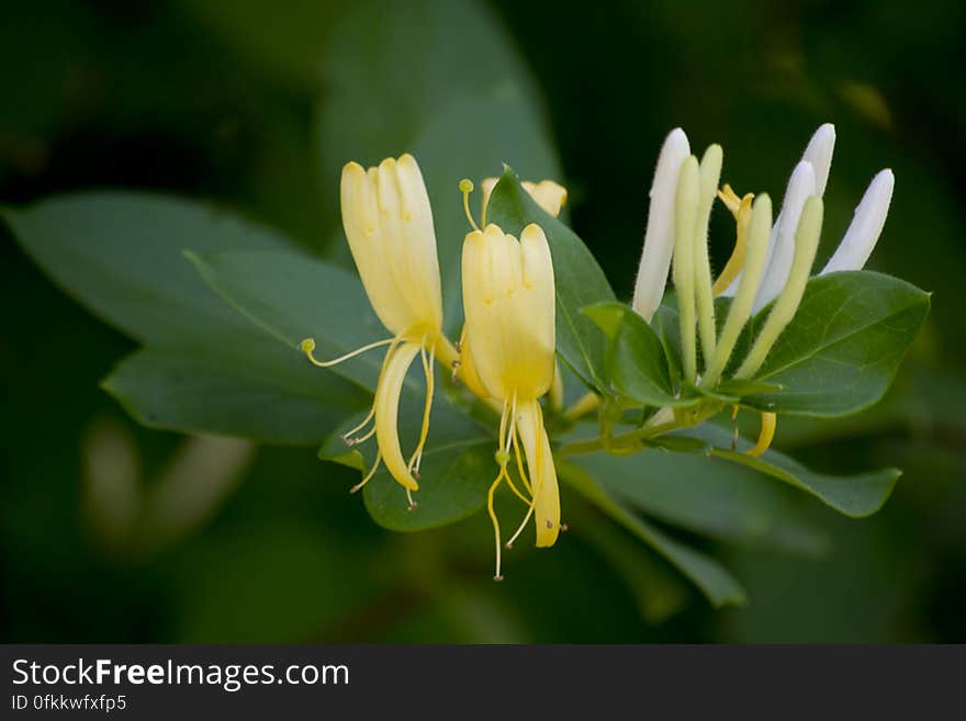 Photograph of sweetly-scented white flowers, ageing to yellow. Hummingbirds are particularily attracted to their nectar and fragrance.