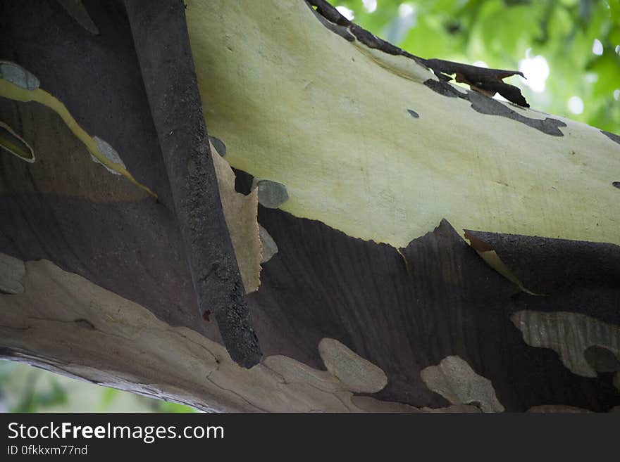 Picture of a sycamore tree shedding its bark, a natural process of mature trees.