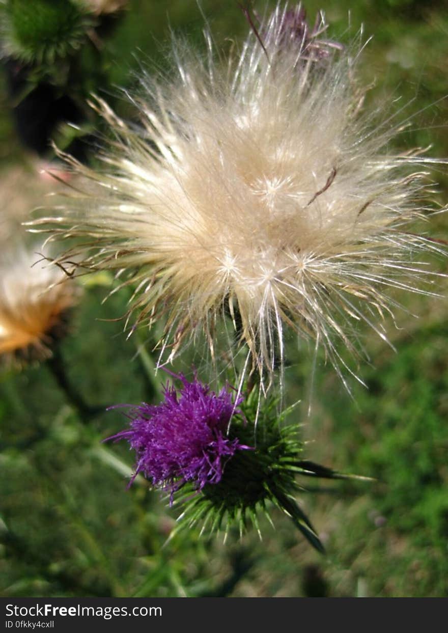 thistledown-and-thistle-flower