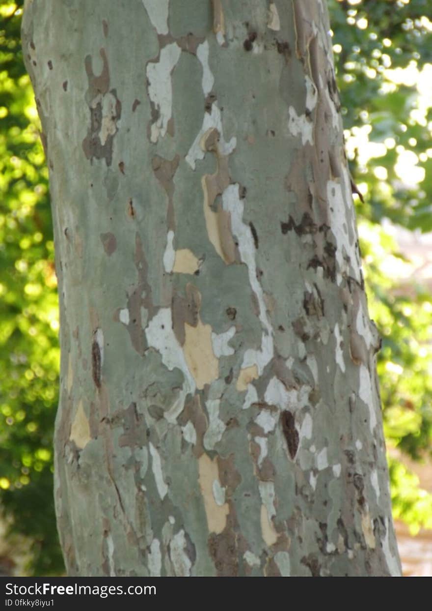 sycamore-tree-trunk