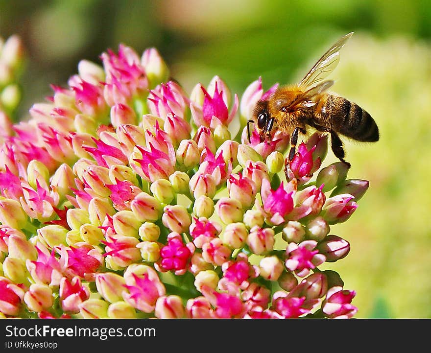 A close up of a bee pollinating pink flower buds. A close up of a bee pollinating pink flower buds.