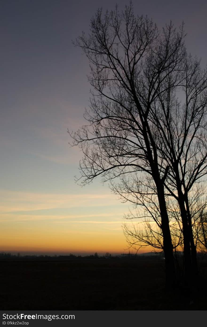 tree-silhouette-in-golden-sunset-light