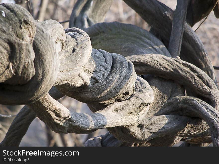 Liana is a woody vine found mostly in rainforests