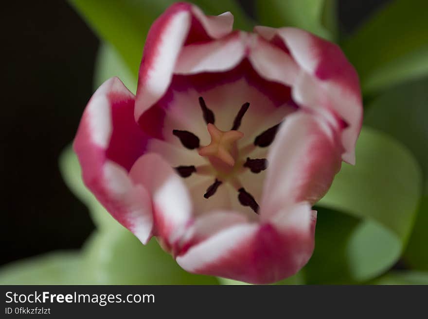 Exposed pistil and stamens of a pink tulip. Exposed pistil and stamens of a pink tulip