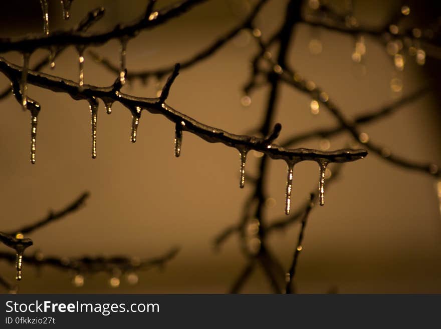 tree-branch-frozen-on-winter-night