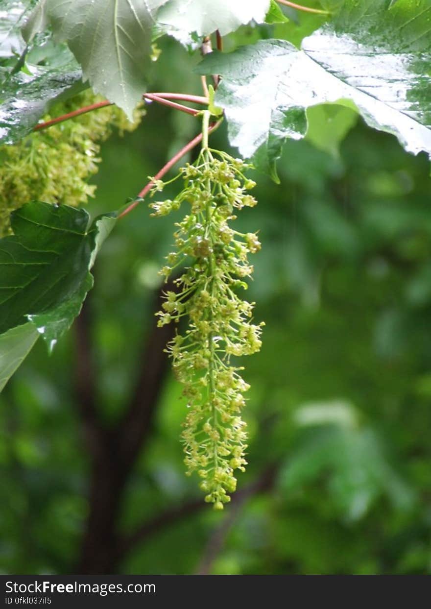 tree-inflorescence-in-the-rain