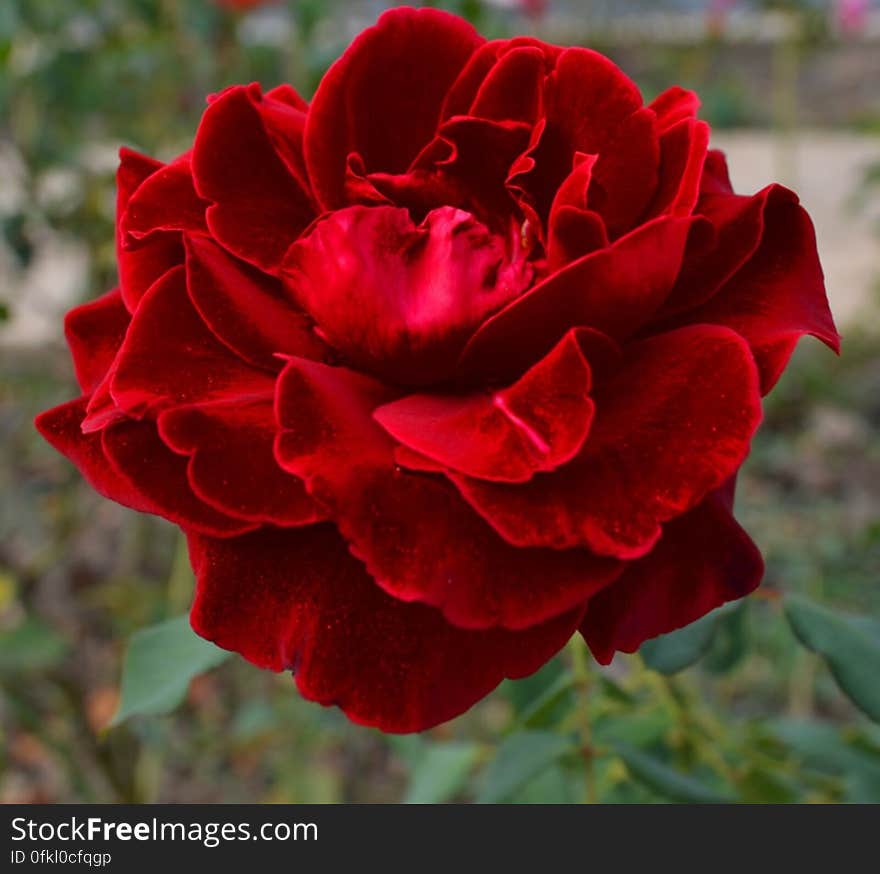 velvety-red-rose