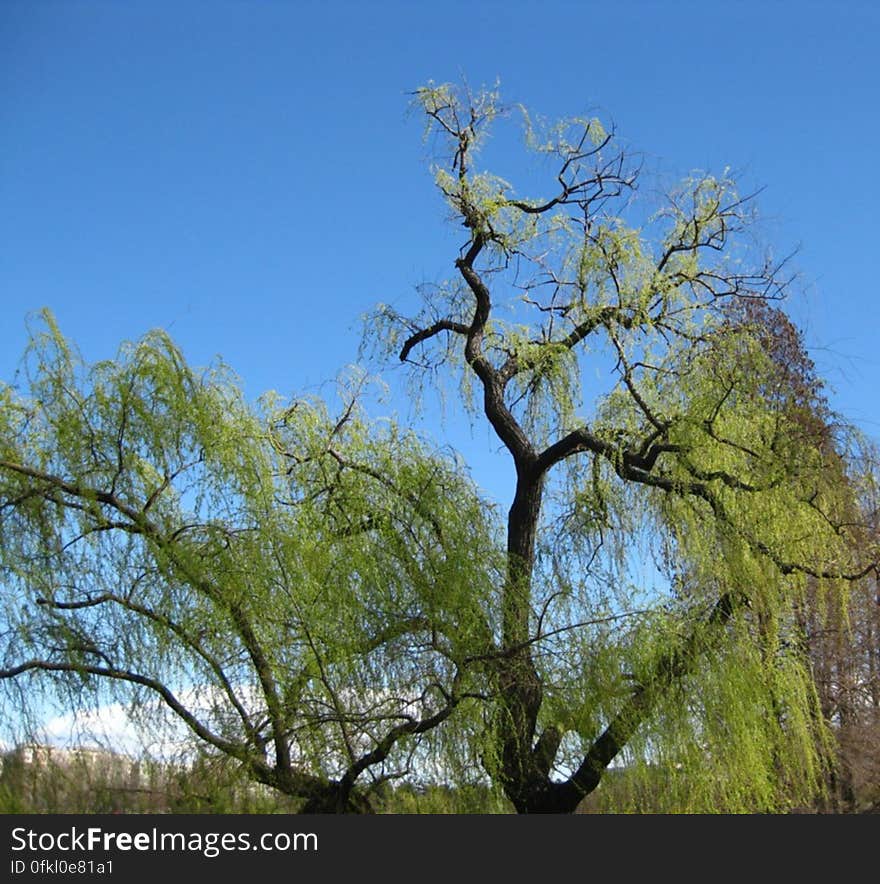 tree-with-crooked-trunk