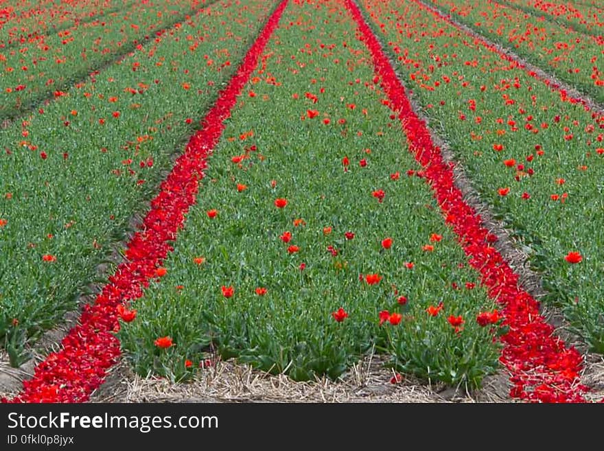 Tulip fields past their time lost their petals in Keukenhof Holland. Tulip fields past their time lost their petals in Keukenhof Holland.