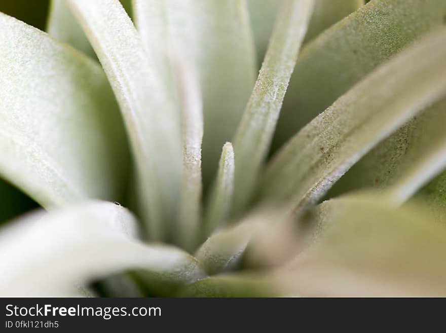 Tillandsia is a so called air plant because it doesn&#039;t need soil and capture moisture and nutrients from air using their leaves. It&#039;s a plant native to Americas. Tillandsia is a so called air plant because it doesn&#039;t need soil and capture moisture and nutrients from air using their leaves. It&#039;s a plant native to Americas