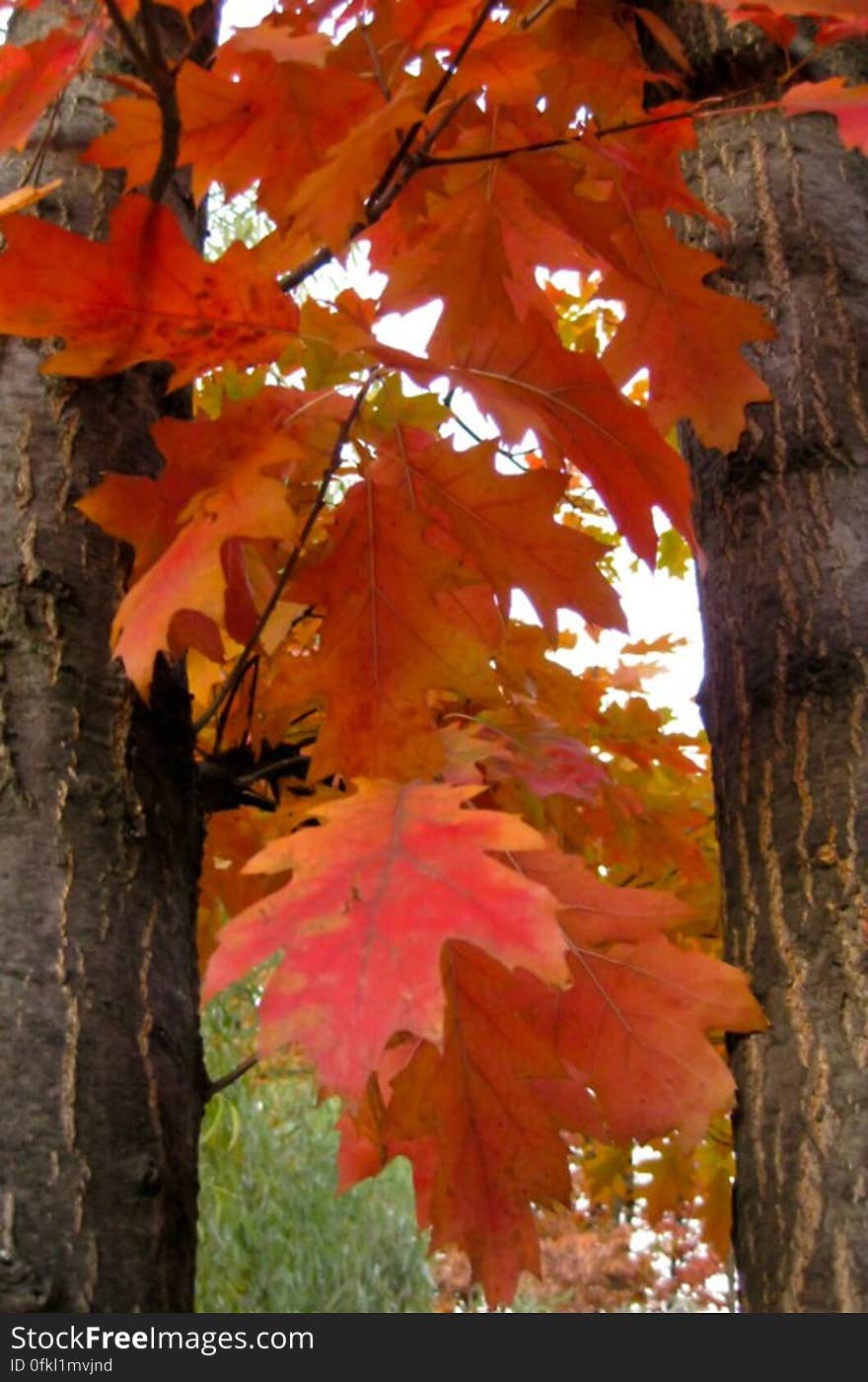 thin-leafy-branches-and-tree-trunks