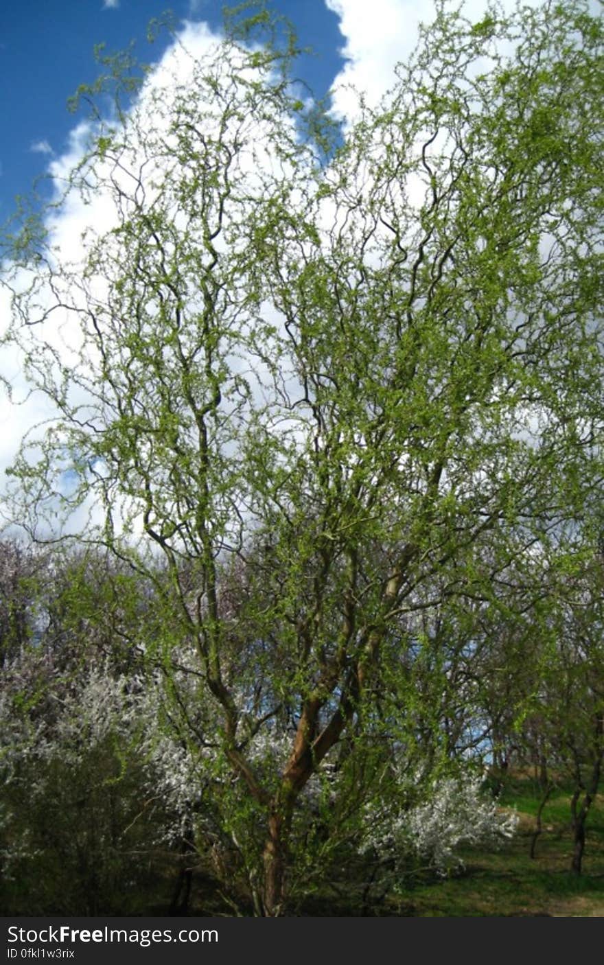 wavy-branches