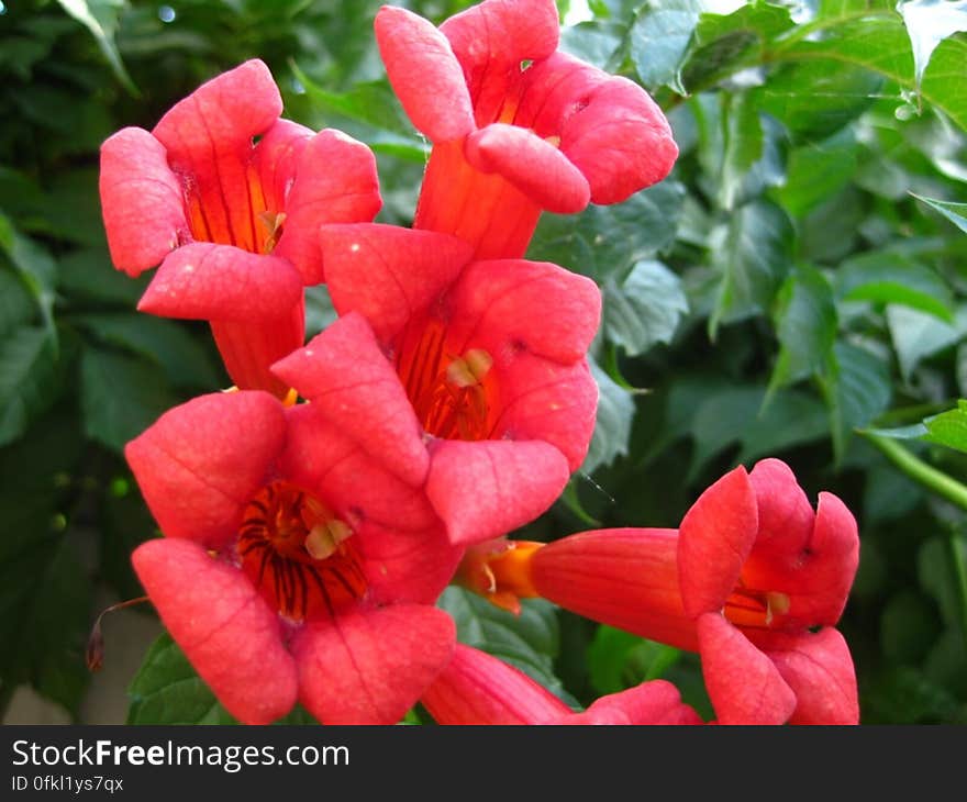 trumpet-vine-flowers