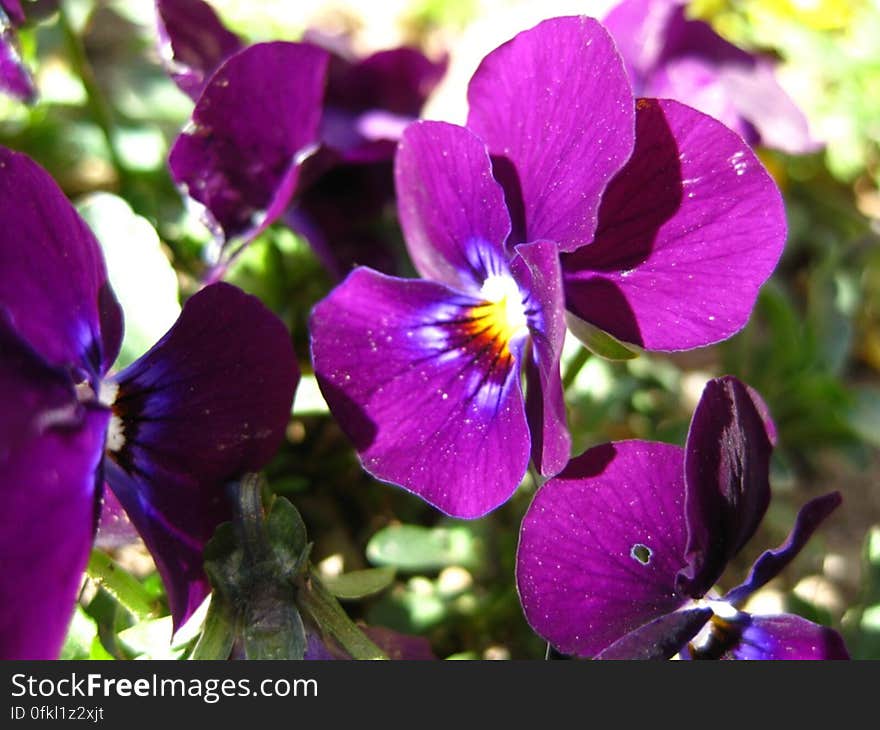 violet-pansy