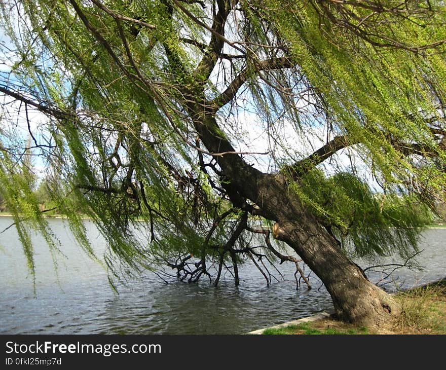 tree-leaning-over-water