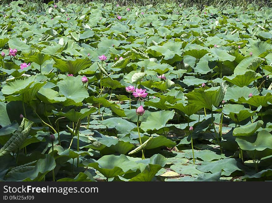 Pink water lilies covering pond. Pink water lilies covering pond.