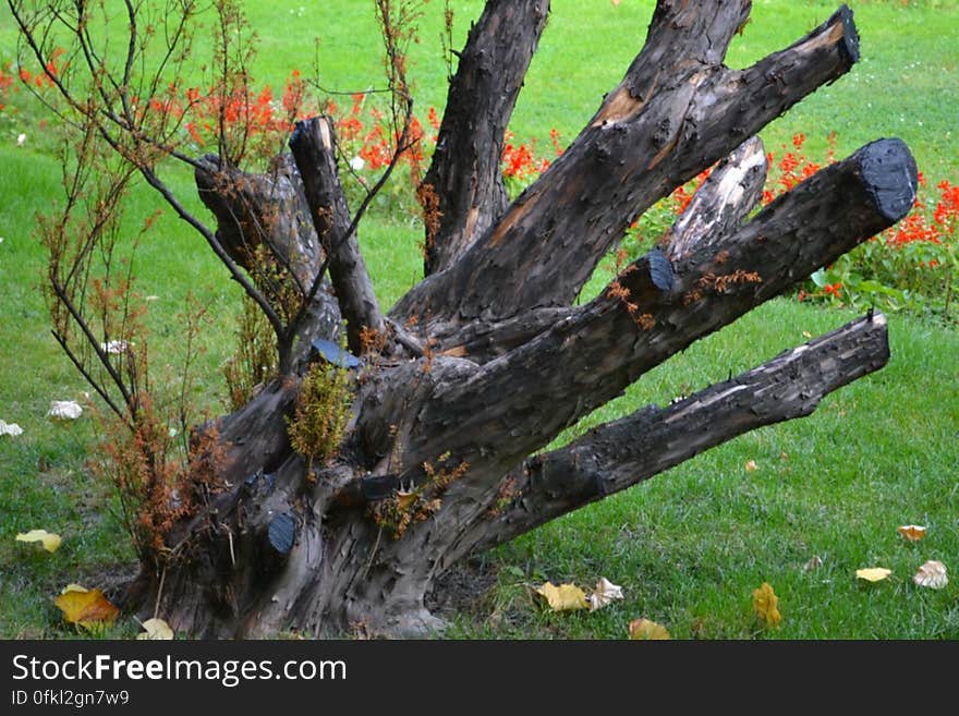 trimmed-tree-branches